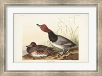 Pl 322 Red-headed Duck Fine Art Print