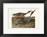 Pl 227 Pin-tailed Duck Fine Art Print