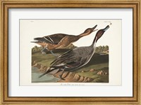 Pl 227 Pin-tailed Duck Fine Art Print