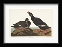 Pl 247 Velvet Duck Fine Art Print