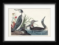 Pl 202 Red-throated Diver Fine Art Print