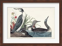 Pl 202 Red-throated Diver Fine Art Print