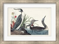 Pl 202 Red-throated Diver Fine Art Print