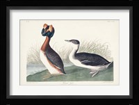 Pl 259 Horned Grebe Fine Art Print
