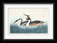Pl 292 Crested Grebe Fine Art Print