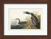 Pl 306 Great Northern Diver or Loon Fine Art Print