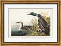 Pl 306 Great Northern Diver or Loon Fine Art Print