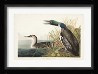 Pl 306 Great Northern Diver or Loon Fine Art Print
