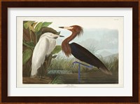 Pl 256 Purple Heron Fine Art Print