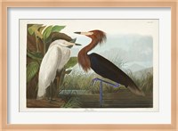 Pl 256 Purple Heron Fine Art Print