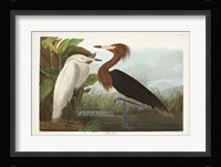Pl 256 Purple Heron Fine Art Print
