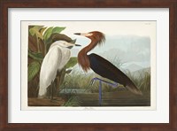 Pl 256 Purple Heron Fine Art Print