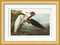 Pl 256 Purple Heron Fine Art Print