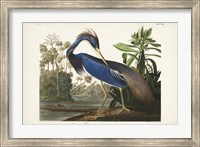 Pl 217 Louisiana Heron Fine Art Print