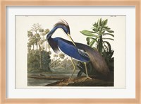 Pl 217 Louisiana Heron Fine Art Print