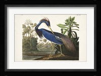 Pl 217 Louisiana Heron Fine Art Print