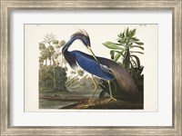 Pl 217 Louisiana Heron Fine Art Print