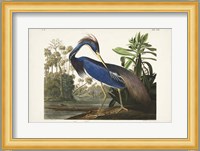 Pl 217 Louisiana Heron Fine Art Print