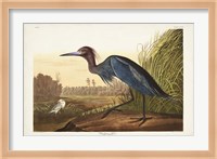 Pl 307 Blue Crane or Heron Fine Art Print