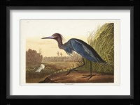 Pl 307 Blue Crane or Heron Fine Art Print