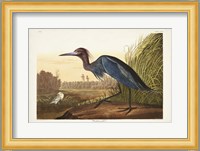 Pl 307 Blue Crane or Heron Fine Art Print