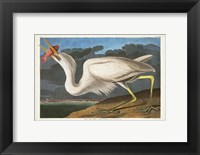 Pl 281 Great White Heron Fine Art Print