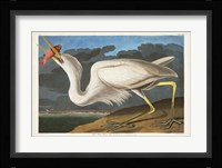 Pl 281 Great White Heron Fine Art Print