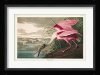 Pl 321 Roseate Spoonbill Fine Art Print
