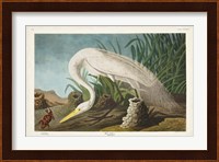 Pl 386 White Heron Fine Art Print