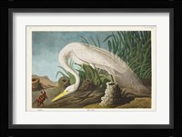 Pl 386 White Heron Fine Art Print