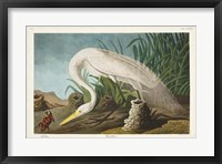 Pl 386 White Heron Fine Art Print