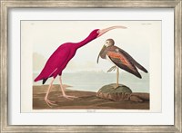 Pl 397 Scarlet Ibis Fine Art Print