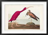 Pl 397 Scarlet Ibis Fine Art Print