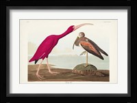 Pl 397 Scarlet Ibis Fine Art Print