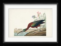 Pl 387 Glossy Ibis Fine Art Print