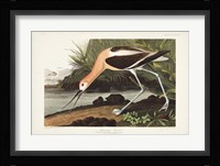 Pl 318 American Avocet Fine Art Print