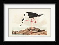 Pl 328 Long- legged Avocet Fine Art Print