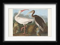 Pl 222 White Ibis Fine Art Print