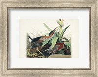 Pl 333 Green Heron Fine Art Print