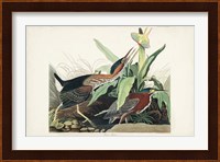 Pl 333 Green Heron Fine Art Print