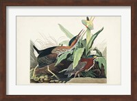 Pl 333 Green Heron Fine Art Print