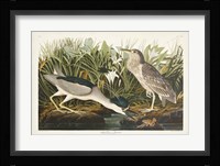 Pl 236 Night Heron Fine Art Print