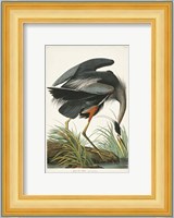 Pl 211 Great Blue Heron Fine Art Print