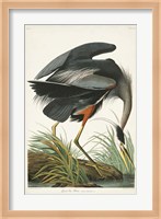 Pl 211 Great Blue Heron Fine Art Print