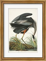 Pl 211 Great Blue Heron Fine Art Print