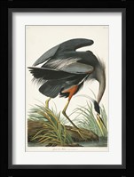 Pl 211 Great Blue Heron Framed Print