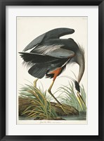Pl 211 Great Blue Heron Fine Art Print