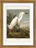 Pl 242 Snowy Heron Fine Art Print