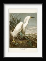 Pl 242 Snowy Heron Fine Art Print
