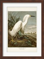 Pl 242 Snowy Heron Fine Art Print